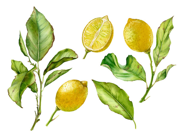  Акварель Ботаническая иллюстрация Лимонные листья фруктовых деревьев
 - Фото, изображение