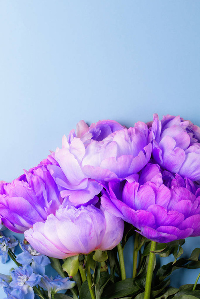Blossom blue peonies on blue background - Foto, immagini