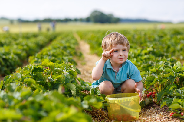 Kleiner Junge auf Bio-Erdbeerfarm - Foto, Bild