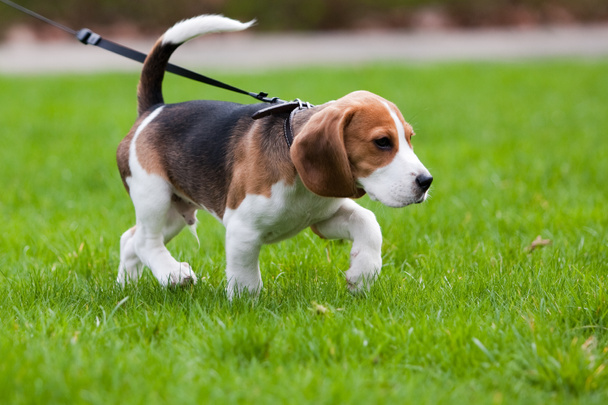 Beagle perro en el olor
 - Foto, Imagen