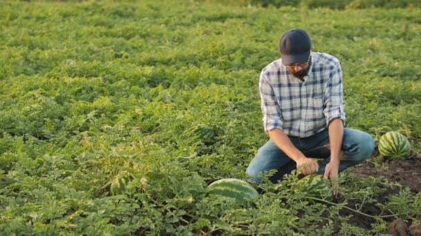Landwirt inspiziert Wassermelonenernte auf Feld - Filmmaterial, Video