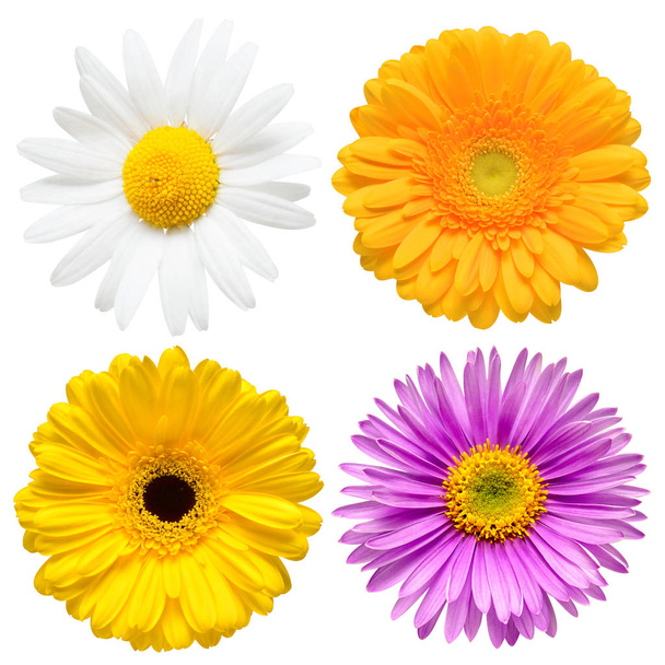 Colección de flores cabeza de hermoso aster, margarita, gerbera, cham
 - Foto, Imagen