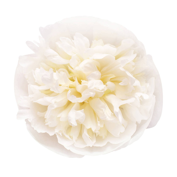 Peony head flower isolated on white background. Floral pattern,  - Photo, Image