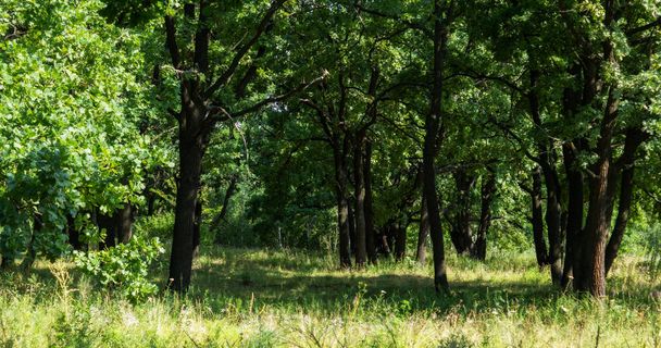 oak forest. green and yellow grass - 写真・画像