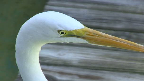Great Egret - Footage, Video