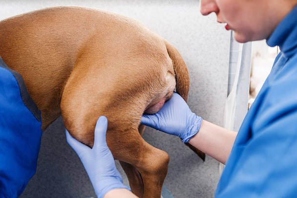 Klinische Untersuchung des Hundes. Diagnose und Behandlung von Hauterkrankungen bei Hunden - Foto, Bild