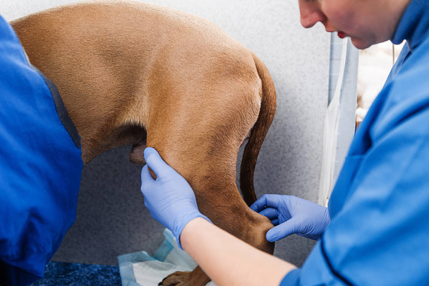 Клінічний огляд собаки. Діагностика та лікування шкірних захворювань у собак
 - Фото, зображення