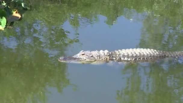aligator - Materiał filmowy, wideo