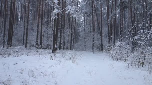 Télen erdei hó esik a fák közé - Felvétel, videó