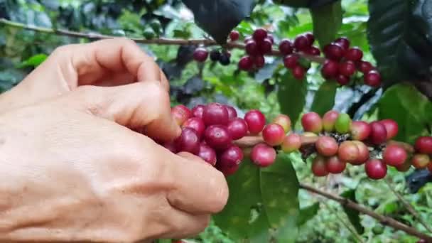 Colombian coffee harvest in mountain farms - Footage, Video