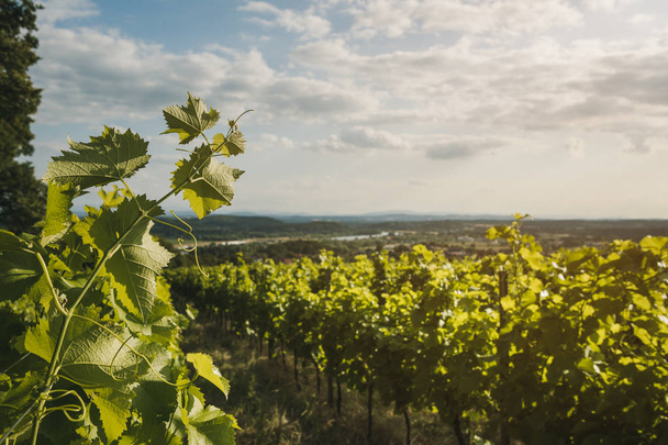 Vineyard landscape. Summer grapes harvest. Selective focus - Photo, Image