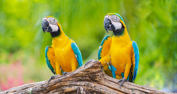 Gruppo di macaw colorati sui rami degli alberi
 - Foto, immagini