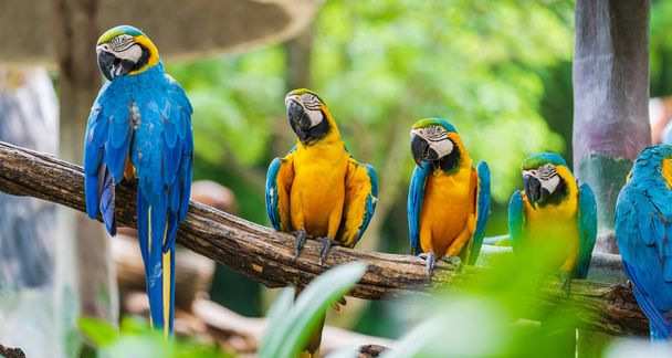 Group of colorful macaw on tree branches - Foto, afbeelding
