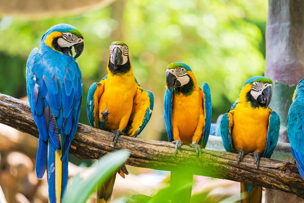 Ομάδα πολύχρωμο Macaw σε κλαδιά δέντρων - Φωτογραφία, εικόνα