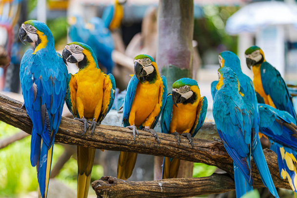 Group of colorful macaw on tree branches - Foto, immagini