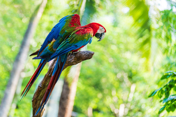 Ağaç dalları üzerinde renkli macaw Grubu - Fotoğraf, Görsel