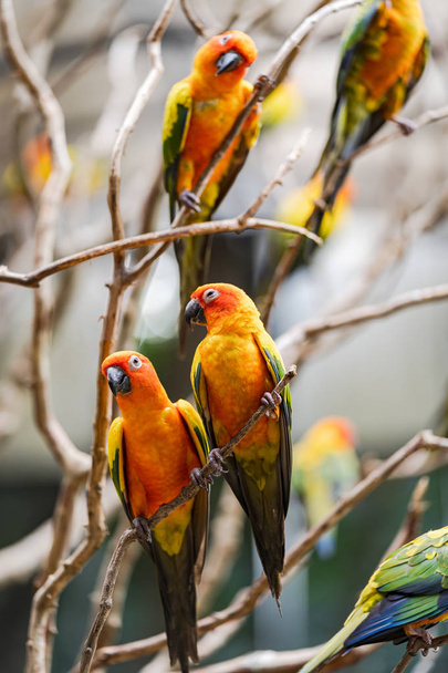 Krásný barevný sluneční pták papoušek - Fotografie, Obrázek