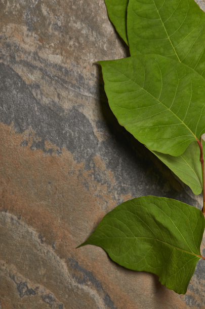 green fresh leaves on stone background with copy space - 写真・画像