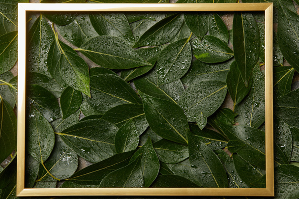 marco dorado vacío en verde húmedo hojas frescas fondo con espacio de copia
 - Foto, Imagen