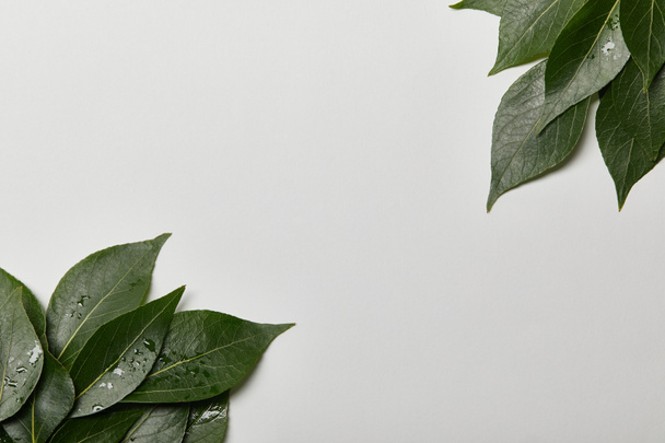 green wet foliage with copy space isolated on white - Valokuva, kuva
