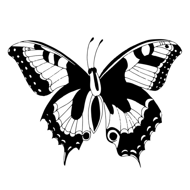 Butterfly illustration - Vettoriali, immagini