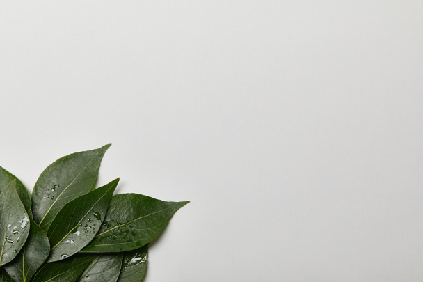 зеленые влажные листья с местом для копирования, изолированным на белом
 - Фото, изображение