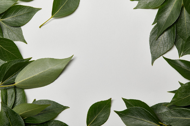 feuilles fraîches vertes éparpillées sur fond blanc avec espace de copie
 - Photo, image