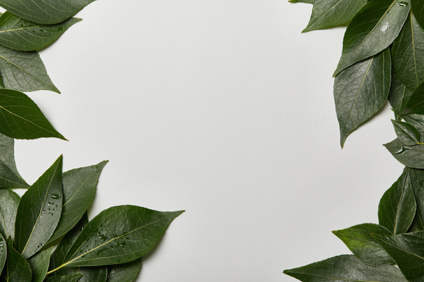 grüne nasse Blätter auf weißem Hintergrund mit Kopierraum verstreut - Foto, Bild