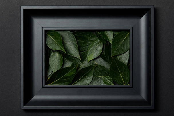 vista superior del marco negro con hojas verdes sobre fondo negro
 - Foto, Imagen