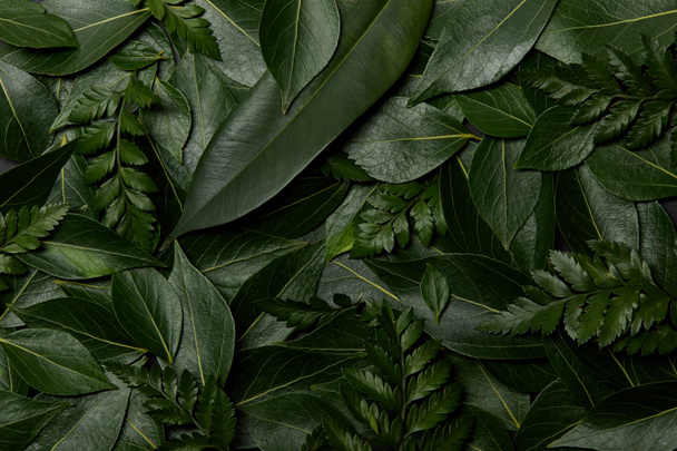 green fresh leaves background with copy space - Photo, Image