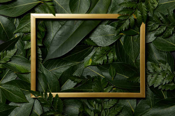 vista superior del marco dorado sobre fondo verde de hojas frescas
 - Foto, Imagen