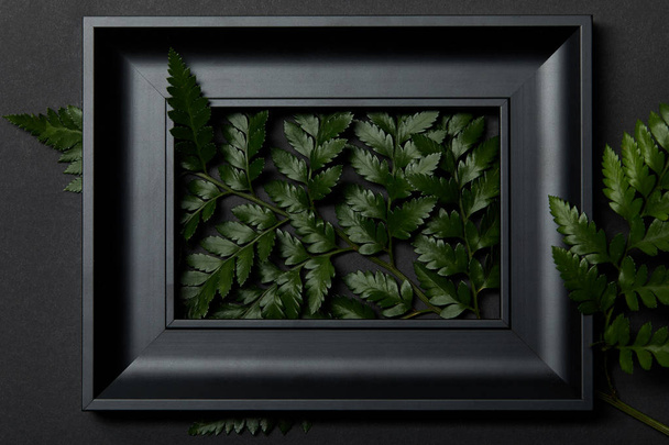 Widok z góry czarnej ramki z zielonych liści paproci na czarnym tle - Zdjęcie, obraz