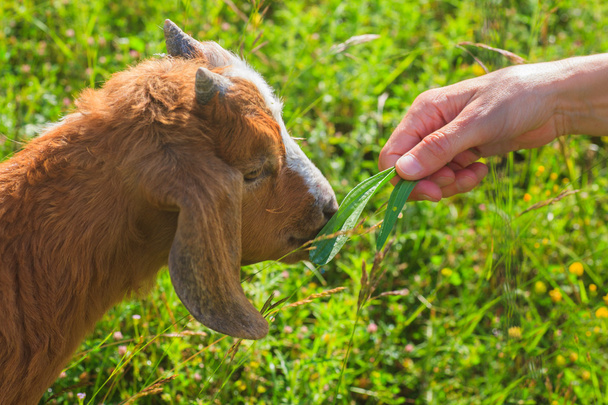 Goat - Foto, Imagem