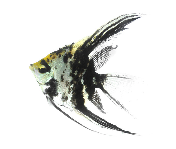 Angelfish - Photo, Image