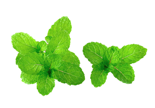 Peppermint or mint bunch - Photo, Image