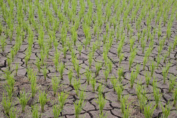 Σπορόφυτα ρυζιού σε ορυζώνες που μεγαλώνουν και ξηρό χώμα στο Ari - Φωτογραφία, εικόνα