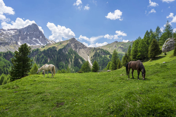 Dağ çayırında atlar. Val Rosalia, Dolomites, Italya. - Fotoğraf, Görsel