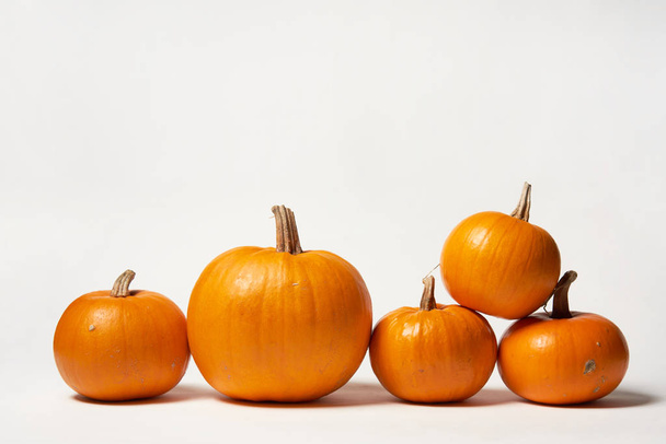 Orange halloween pumpkins standing in line on white background - Valokuva, kuva
