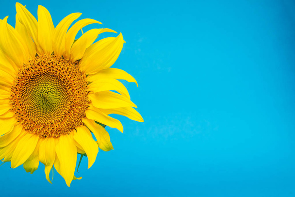 sunflower, minimal concept yellow flower on bright background - Foto, Imagem