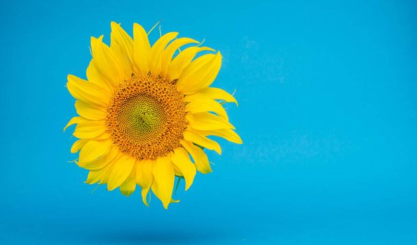 sunflower, minimal concept yellow flower on bright background - Fotoğraf, Görsel