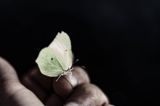 Un papillon léger est assis sur la main d'un travailleur sur un backgr noir
 - Photo, image