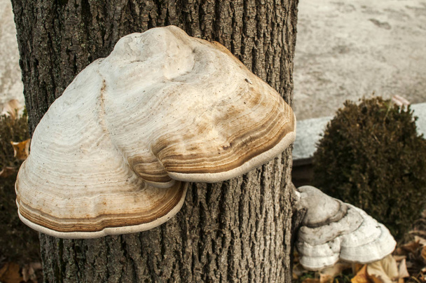 Iso tinder sieni Fomes fomentarius puun varren lähikuva syksyllä tausta
 - Valokuva, kuva