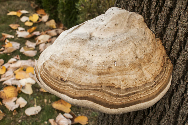 Big tinder fungus Fomes fomentarius on tree stem closeup on autumn background - Photo, Image