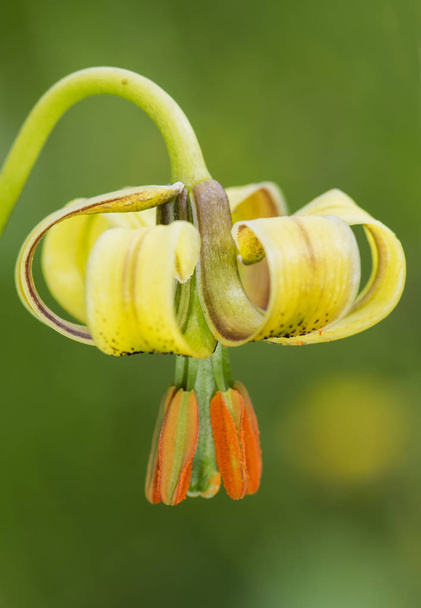 Лілія піренеїчна лілія вражаюча квітка середнього розміру та інтенсивний жовтий колір, який росте на луках та високих гірських канавах
 - Фото, зображення