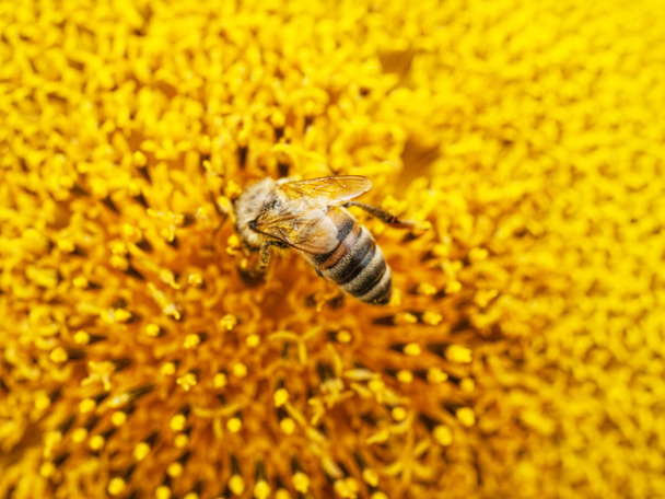 пчела на подсолнухе - Фото, изображение