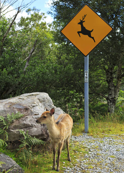 若い鹿と木々に囲まれた道路標識. - 写真・画像