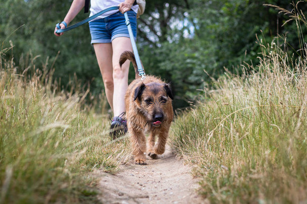 Perro con su dueño de mascotas en el paseo al aire libre. Perro de raza mixta paseando con correa para mascotas en la naturaleza
.  - Foto, Imagen