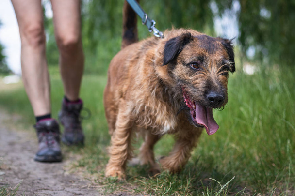 Tierbesitzer gehen mit Mischlingshund im Freien spazieren. Hund an der Leine spazieren in der Natur.  - Foto, Bild