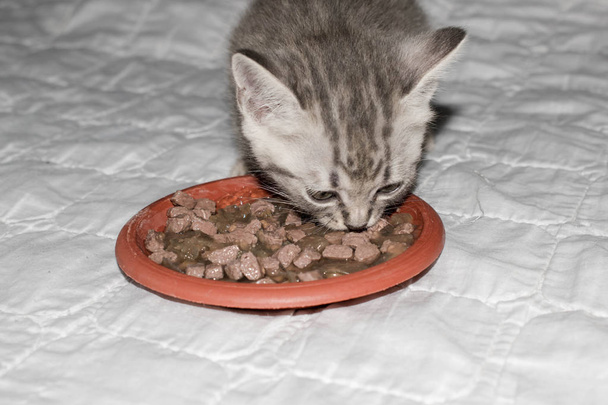 O gatinho come comida de gato seco cinza listrado em um fundo branco para design conceitual
 - Foto, Imagem