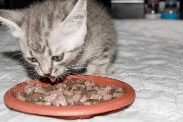 O gatinho come comida de gato seco cinza listrado em um fundo branco para design conceitual
 - Foto, Imagem